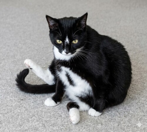 SamTheKitty.jpg