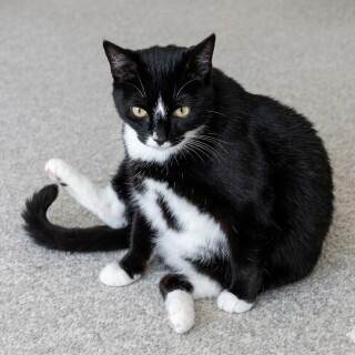 SamTheKitty